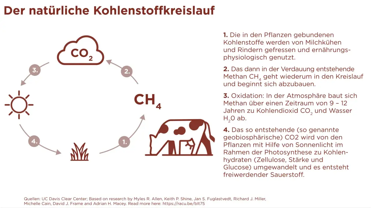 Der Kohlenstoffkreislauf: Kühe verdauen Pflanzen, produzieren Methan, das zu CO2 wird. Pflanzen nutzen CO2 für Wachstum. Fleischkonsum beeinflusst diesen Kreislauf.