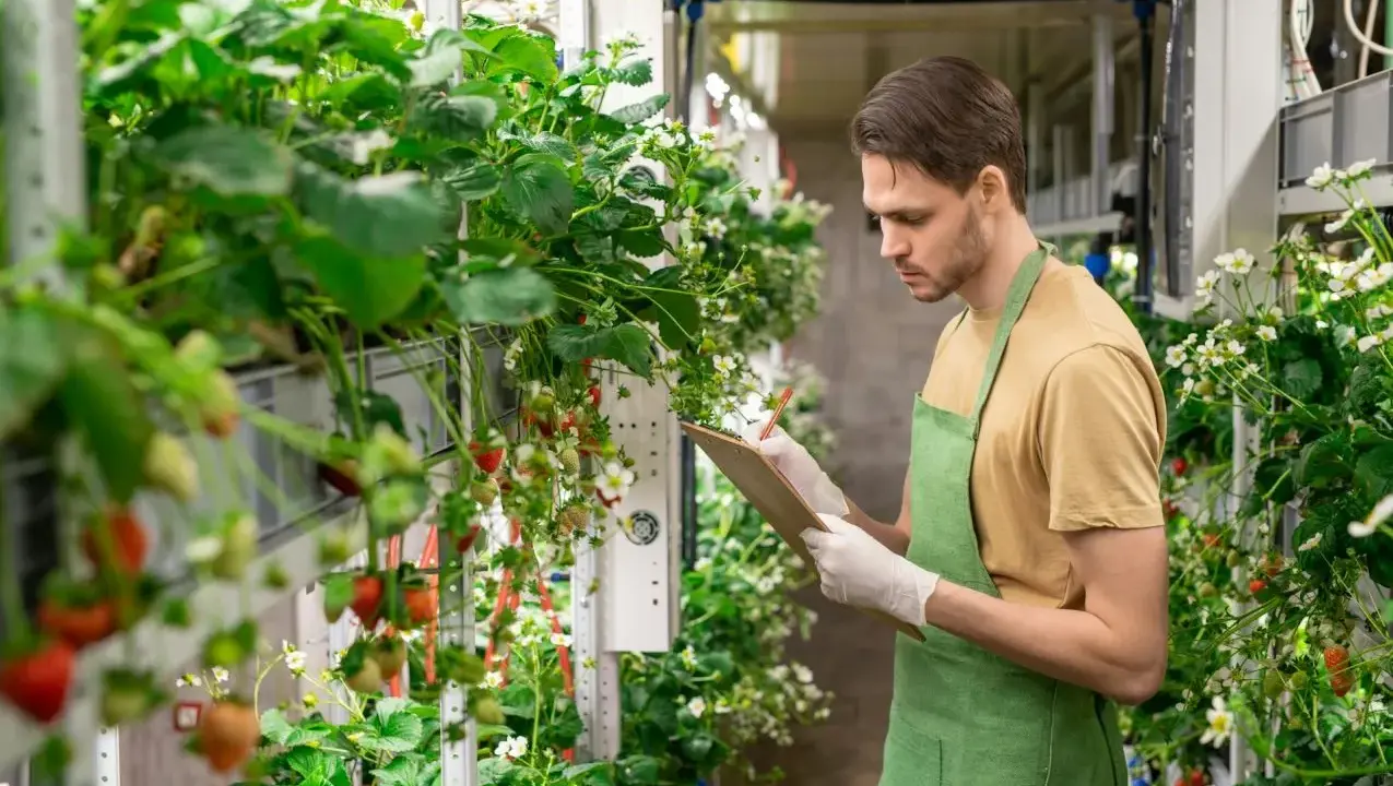Mann prüft Erdbeerpflanzen in vertikaler Farm. Neue energie jobs in der Landwirtschaft.