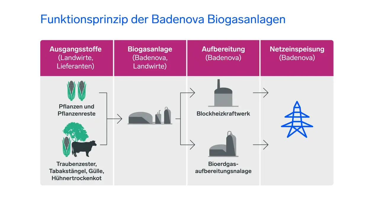 Schema zeigt, wie eine Biogasanlage Strom erzeugt: Aus Pflanzenresten und Gülle entsteht Biogas, das in einem Blockheizkraftwerk aufbereitet und ins Stromnetz eingespeist wird.