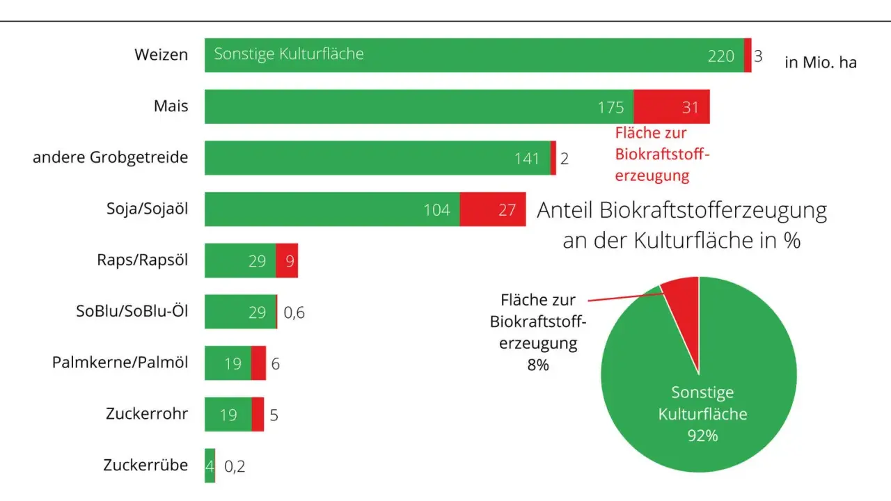 Balkendiagramm zeigt Anbauflächen für Biokraftstoffe. Ein Kreisdiagramm illustriert den Anteil der Biokraftstofferzeugung an der Kulturfläche, der 8% beträgt. Der Rest ist sonstige Kulturfläche (92%). Ob diese Flächen als Tank oder Teller dienen, ist n...