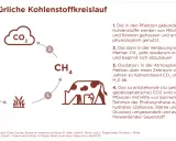 Der Kohlenstoffkreislauf: Kühe verdauen Pflanzen, produzieren Methan, das zu CO2 wird. Pflanzen nutzen CO2 für Wachstum. Fleischkonsum beeinflusst diesen Kreislauf.