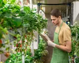 Mann prüft Erdbeerpflanzen in vertikaler Farm. Neue energie jobs in der Landwirtschaft.