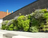 Grüne kletterpflanzen fassade mit verschiedenen Gräsern und blühenden Stauden, die an einer modernen Holzverkleidung wachsen.