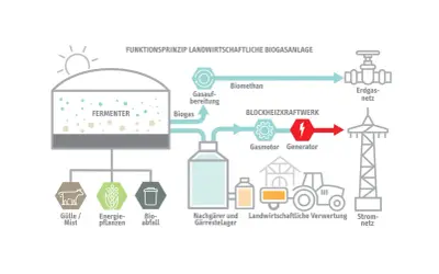 Schema einer Biogasanlage: Gülle, Energiepflanzen und Bioabfall werden im Fermenter zu Biogas verarbeitet. Dieses wird aufbereitet, liefert Strom und Wärme, und wird ins Erdgasnetz eingespeist. Erneuerbare Energie aus der Landwirtschaft.