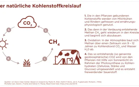 Der Kohlenstoffkreislauf: Kühe verdauen Pflanzen, produzieren Methan, das zu CO2 wird. Pflanzen nutzen CO2 für Wachstum. Fleischkonsum beeinflusst diesen Kreislauf.