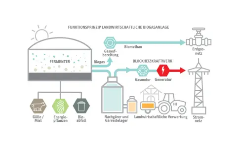 Schema einer Biogasanlage: Gülle, Energiepflanzen und Bioabfall werden im Fermenter zu Biogas verarbeitet. Dieses wird aufbereitet, liefert Strom und Wärme, und wird ins Erdgasnetz eingespeist. Erneuerbare Energie aus der Landwirtschaft.
