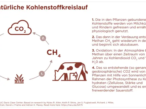 Der Kohlenstoffkreislauf: Kühe verdauen Pflanzen, produzieren Methan, das zu CO2 wird. Pflanzen nutzen CO2 für Wachstum. Fleischkonsum beeinflusst diesen Kreislauf.
