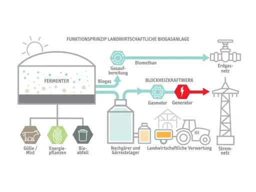 Schema einer Biogasanlage: Gülle, Energiepflanzen und Bioabfall werden im Fermenter zu Biogas verarbeitet. Dieses wird aufbereitet, liefert Strom und Wärme, und wird ins Erdgasnetz eingespeist. Erneuerbare Energie aus der Landwirtschaft.