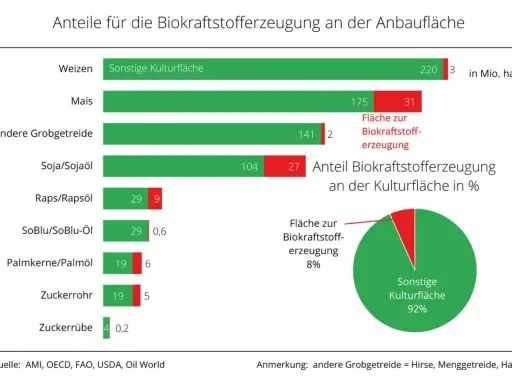 Balkendiagramm zeigt Anbauflächen für Biokraftstoffe. Ein Kreisdiagramm illustriert den Anteil der Biokraftstofferzeugung an der Kulturfläche, der 8% beträgt. Der Rest ist sonstige Kulturfläche (92%). Ob diese Flächen als Tank oder Teller dienen, ist n...