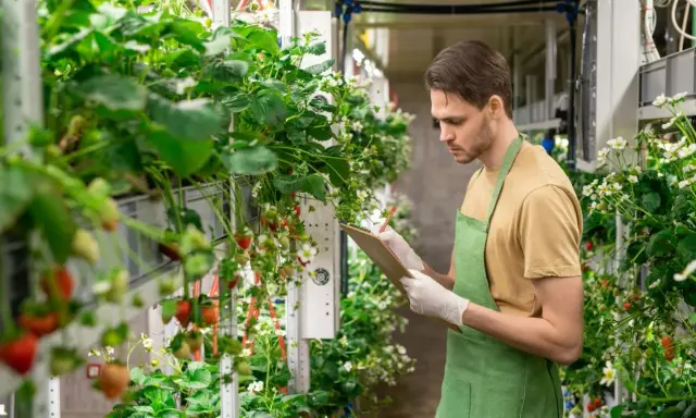 Mann prüft Erdbeerpflanzen in vertikaler Farm. Neue energie jobs in der Landwirtschaft.