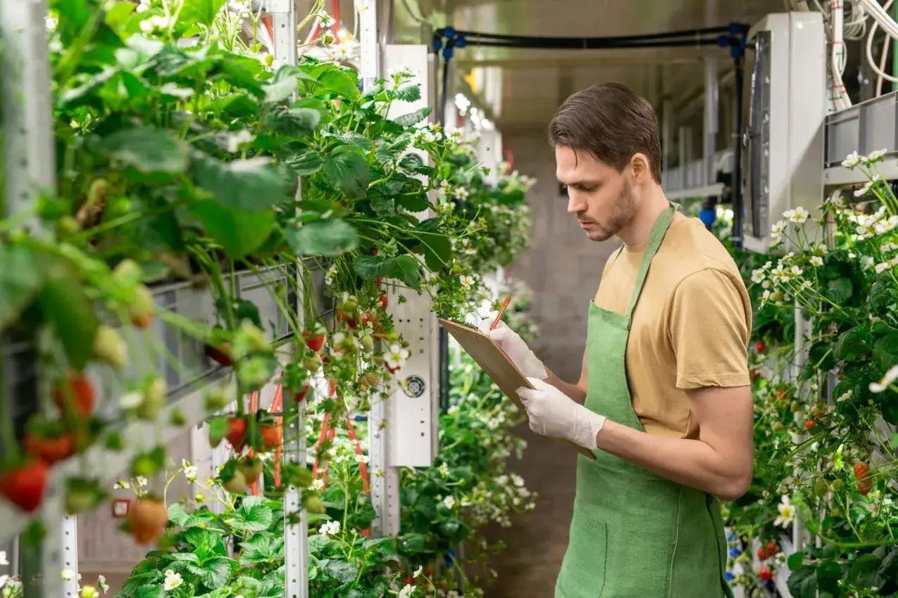 Mann prüft Erdbeerpflanzen in vertikaler Farm. Neue energie jobs in der Landwirtschaft.