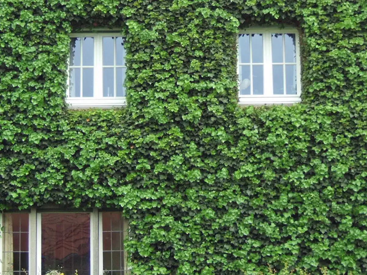Gr&uuml;ne kletterpflanzen bedecken die Fassade eines Hauses, wobei zwei wei&szlig;e Fenster und ein Teil eines unteren Fensters sichtbar sind.