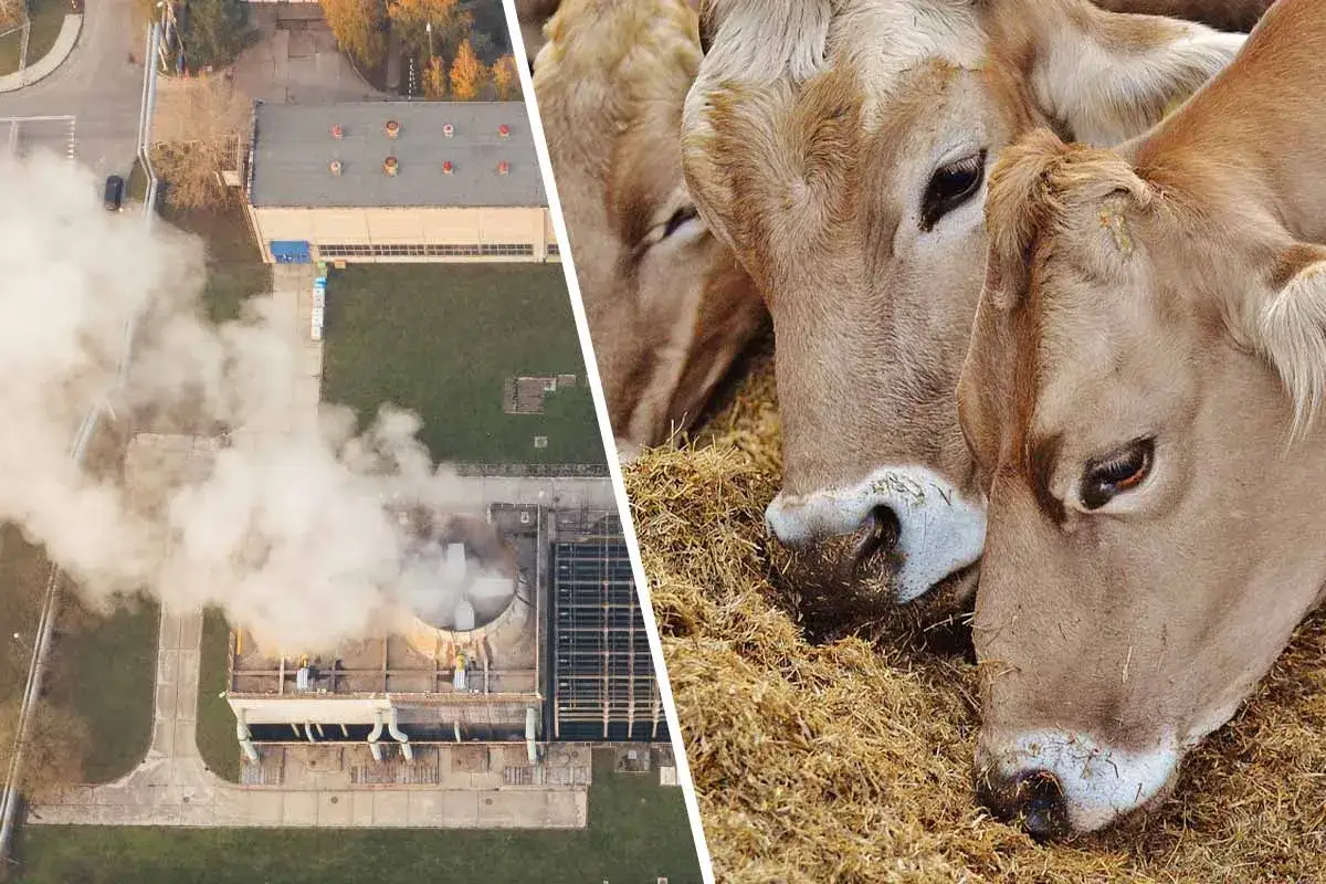 Industrielle Anlage mit Dampf und K&uuml;he beim Fressen. Beides tr&auml;gt zum CO2-Fu&szlig;abdruck bei, der f&uuml;r die Fleischproduktion relevant ist.