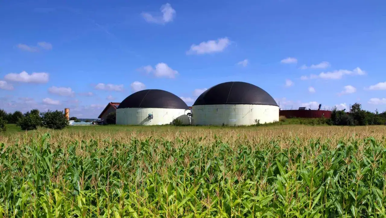 Zwei kuppelförmige Behälter einer Biogasanlage stehen hinter einem Maisfeld. Sie erzeugen Strom aus nachwachsenden Rohstoffen.