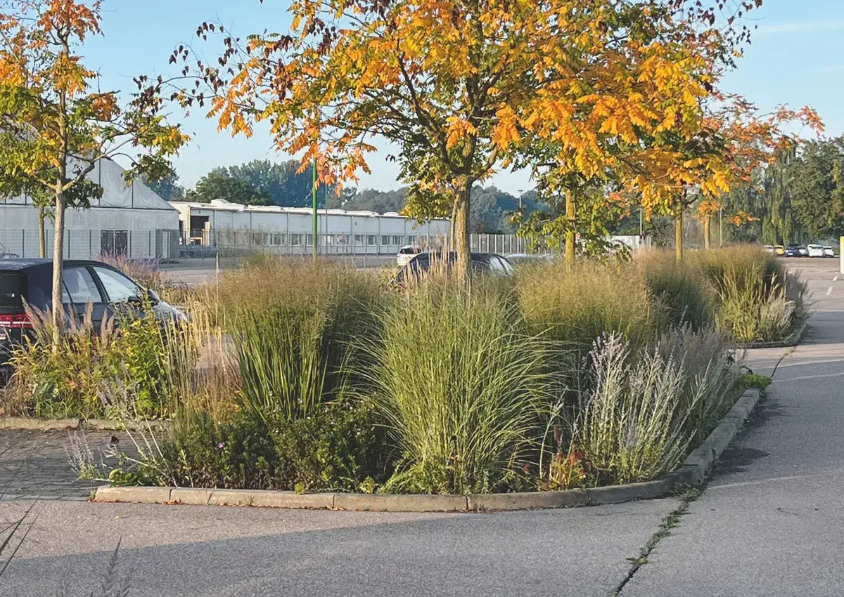 Herbstliche Gräser und Bäume schmücken eine Sickermulde neben einem Parkplatz.