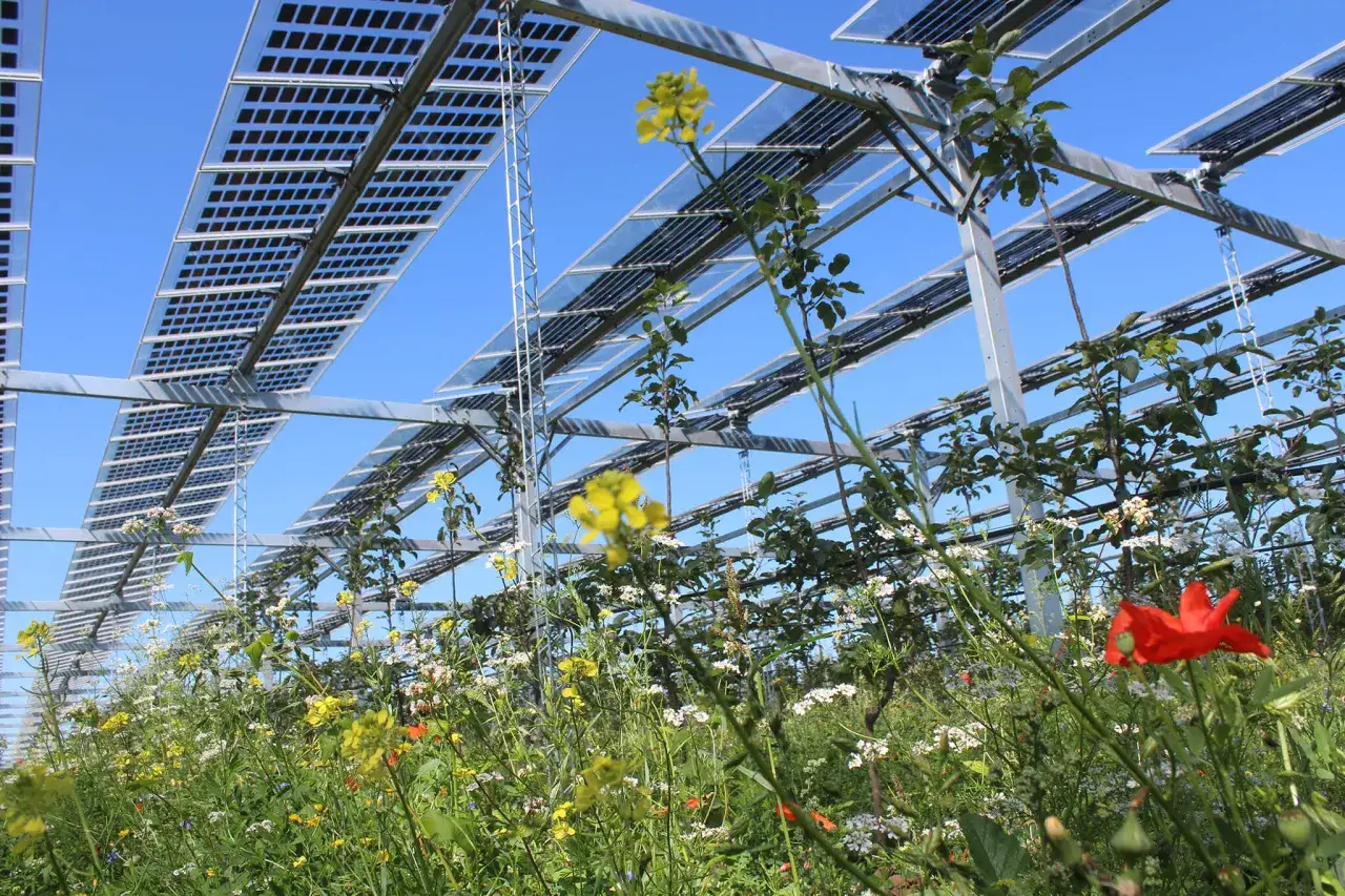 Bl&uuml;hende Wiesen unter einer Agri-PV-Anlage. Solarenergie und Landwirtschaft im Einklang f&uuml;r eine nachhaltige Zukunft.