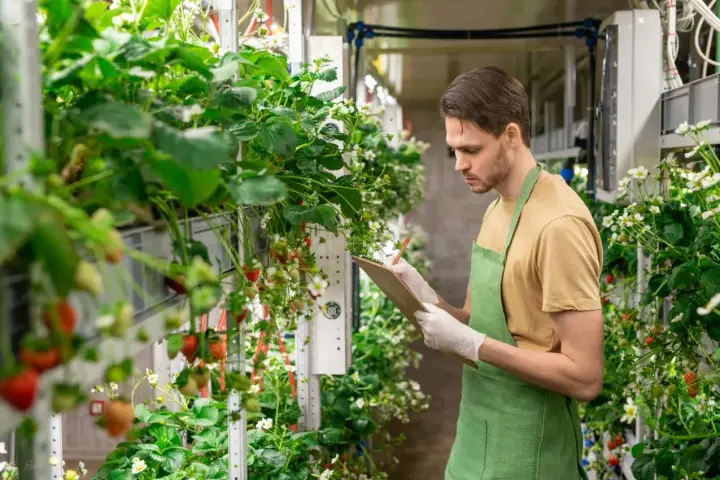 Mann prüft Erdbeerpflanzen in vertikaler Farm. Neue energie jobs in der Landwirtschaft.